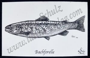 Bachforelle Magnet