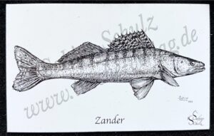 Zander Magnet