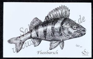 Barsch Magnet