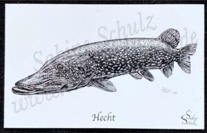Hecht Magnet